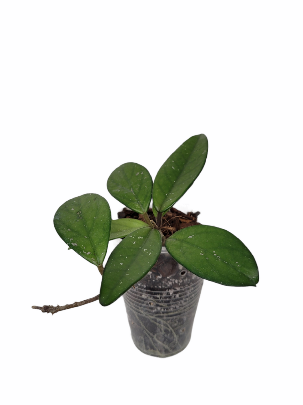 Hoya Crimson Carnosa