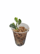Load image into Gallery viewer, Philodendron Brandtianum - AS IS
