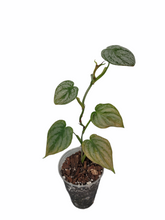 Load image into Gallery viewer, Philodendron Brandtianum - AS IS
