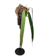 Load image into Gallery viewer, Anthurium Palladiflorum
