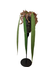 Load image into Gallery viewer, Anthurium Palladiflorum
