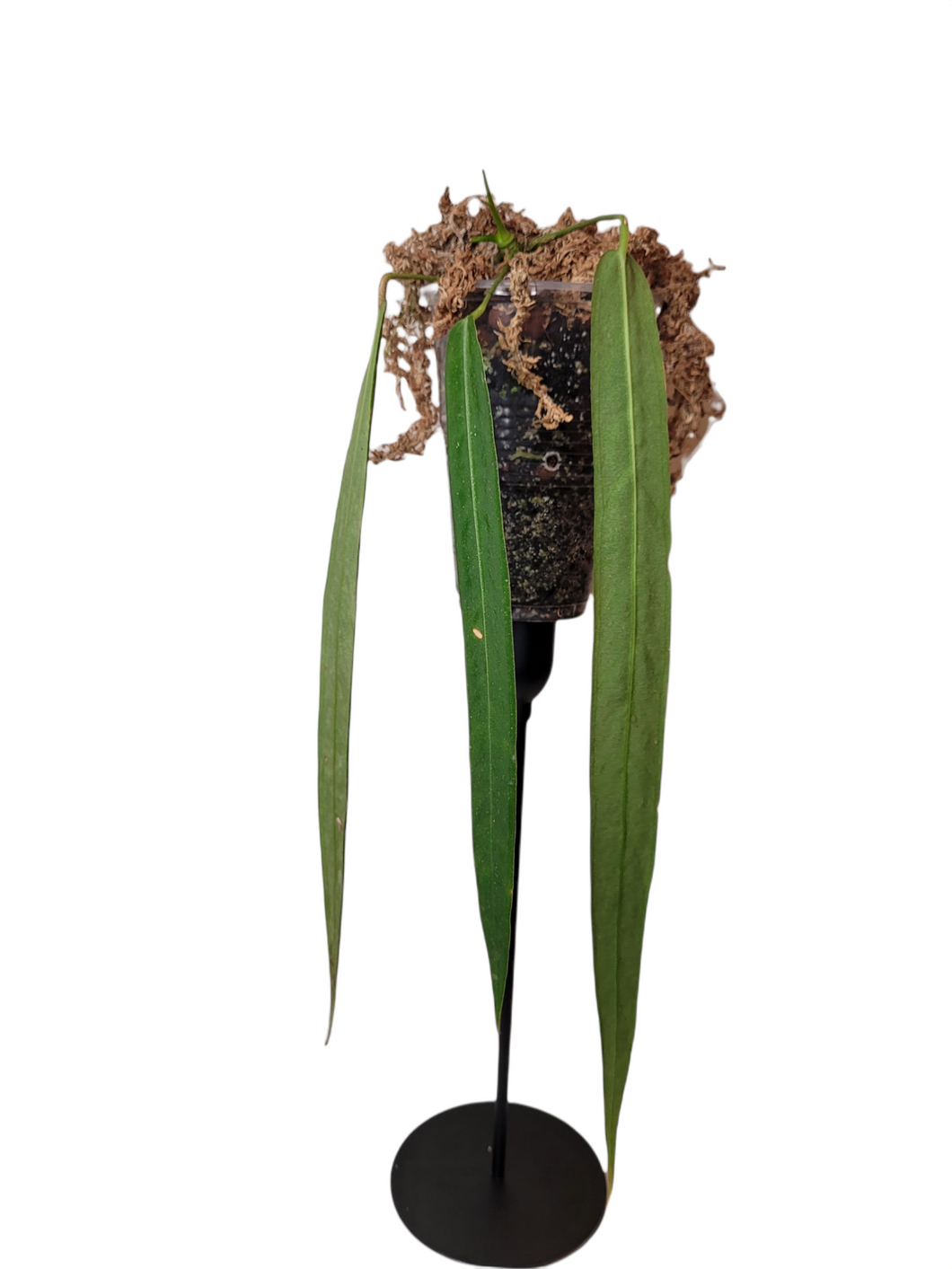 Anthurium Palladiflorum