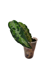 Load image into Gallery viewer, Aglaonema Pictum Tricolor
