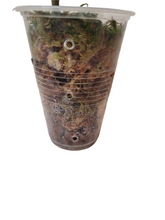 Load image into Gallery viewer, Aglaonema Pictum Tricolor
