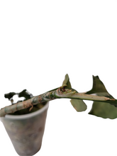 Load image into Gallery viewer, Aglaonema Pictum Tricolor

