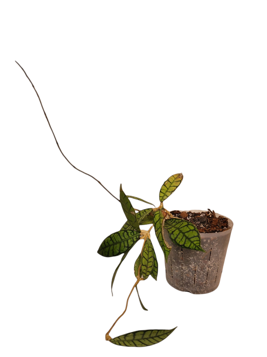 Hoya Callistophylla Long Leaf