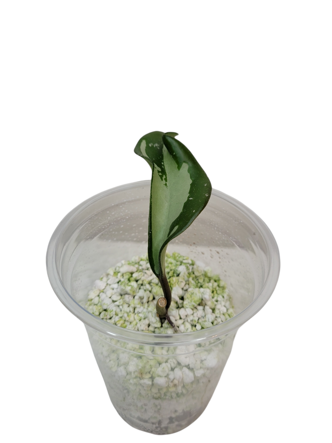 Hoya AH074