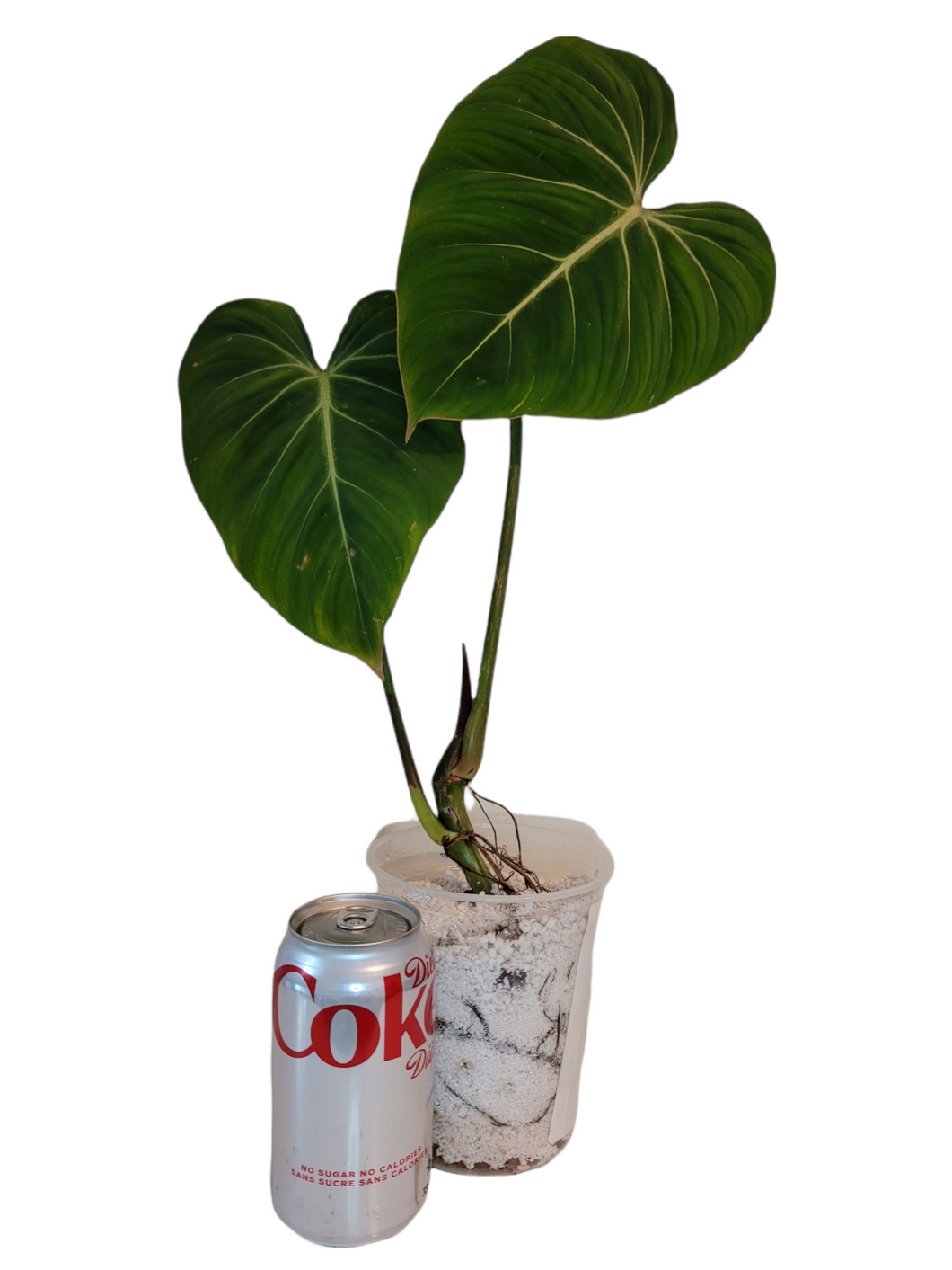 Philodendron Gloriosum
