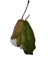 Load image into Gallery viewer, Hoya Undulata
