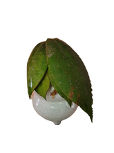 Load image into Gallery viewer, Hoya Undulata
