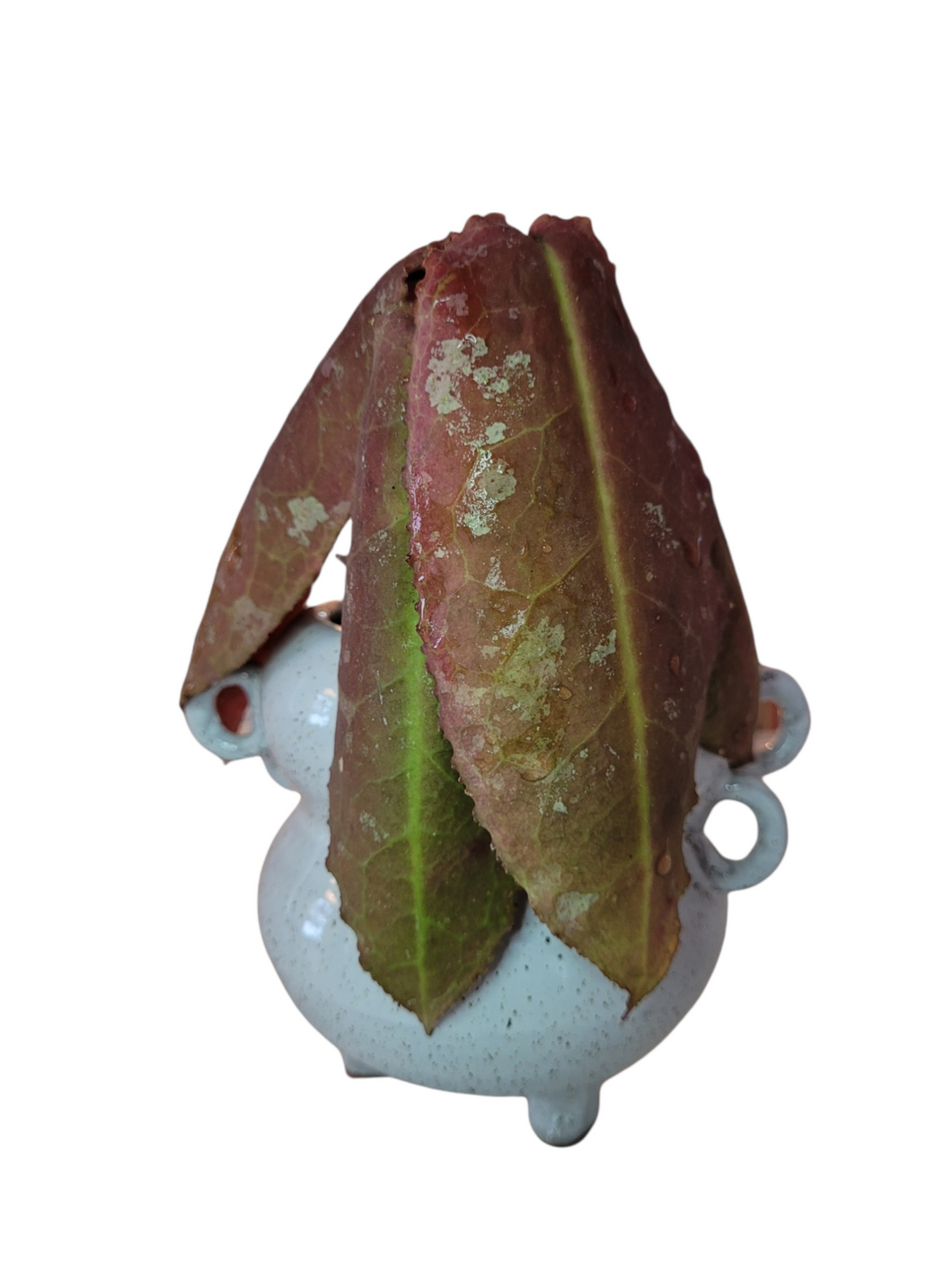 Hoya Undulata