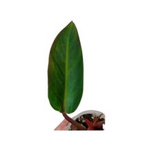 Load image into Gallery viewer, Philodendron Firebird
