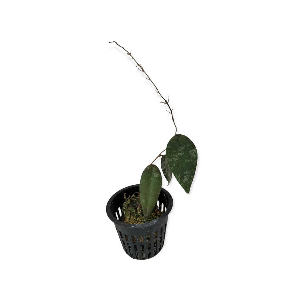 Hoya Caudata Sumatra