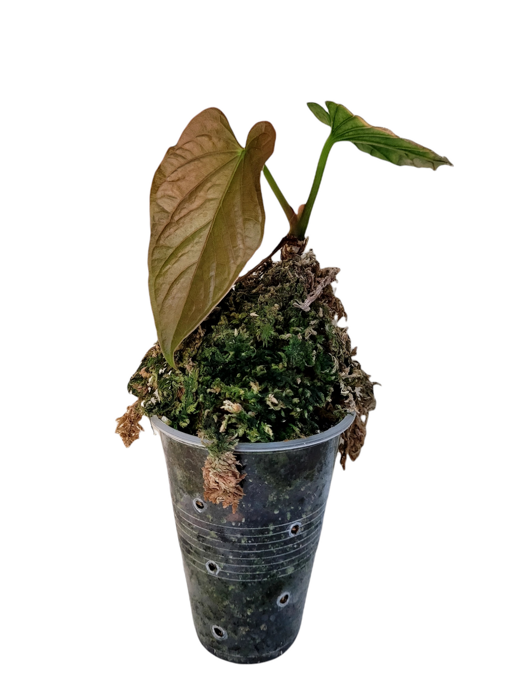 Anthurium Debilis