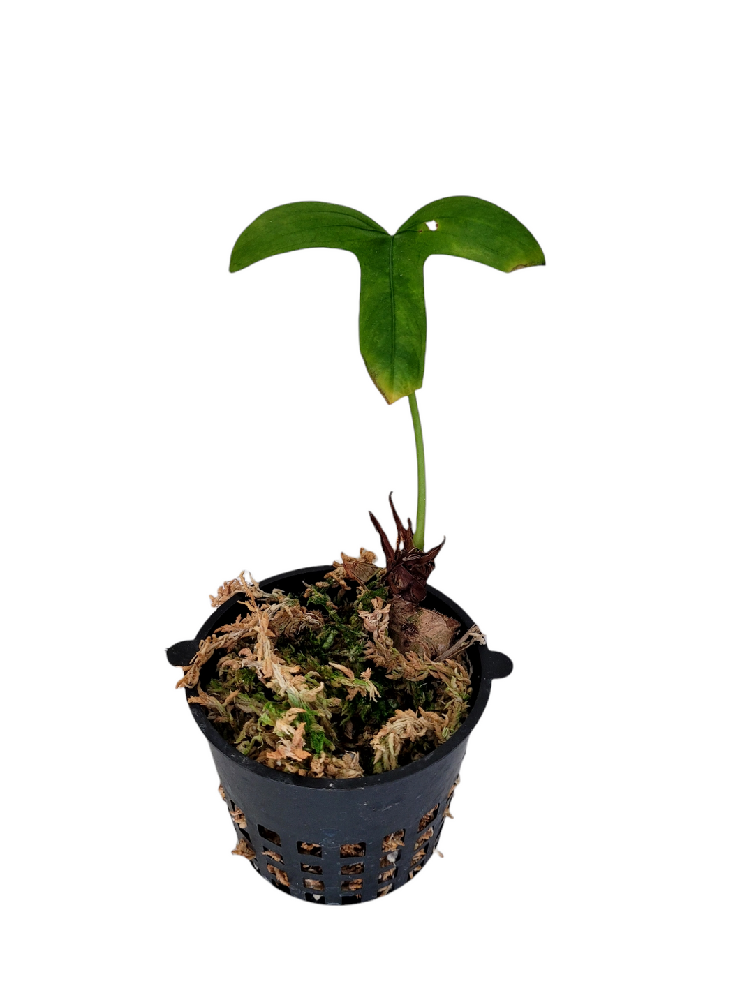 Anthurium Furcatum