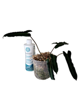 Load image into Gallery viewer, Philodendron Billietaie x Atabapoense

