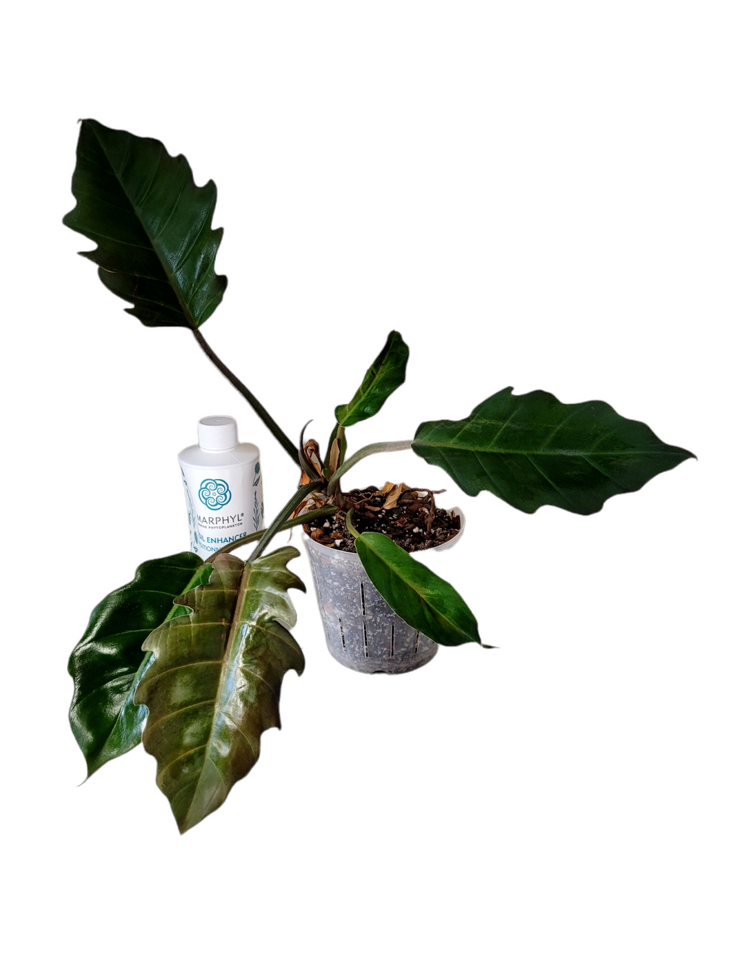 Philodendron Caramel Marble TC