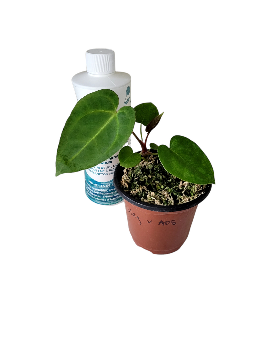 Anthurium Magnificum x Ace of Spades Dark Form