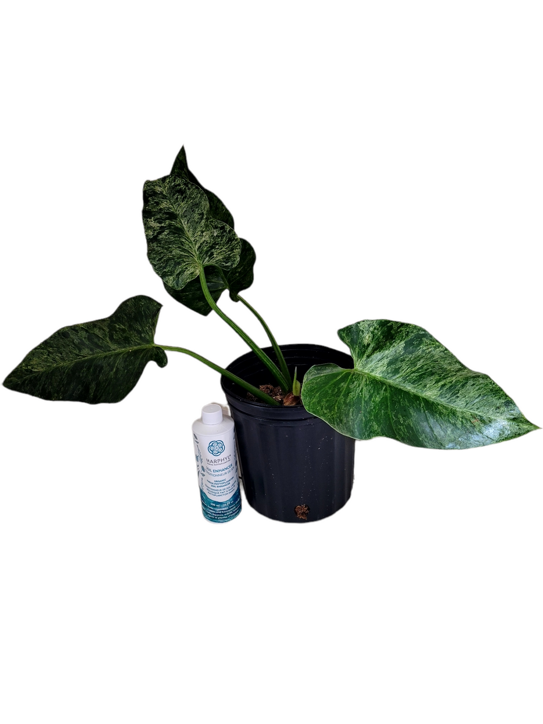 Philodendron Giganteum Variegata