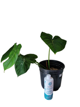Load image into Gallery viewer, Philodendron Dean McDowell
