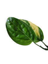Load image into Gallery viewer, Monstera Peru Variegata
