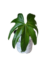 Load image into Gallery viewer, Anthurium Pedatoradiatum
