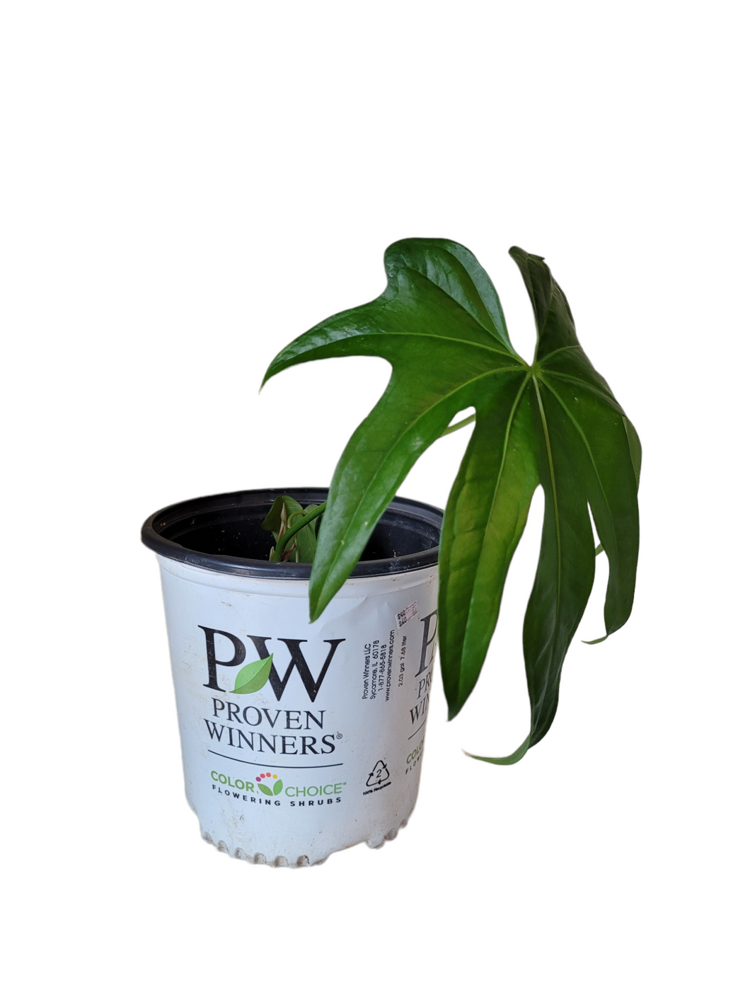 Anthurium Pedatoradiatum