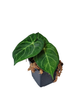 Load image into Gallery viewer, Anthurium Magnificum Verde
