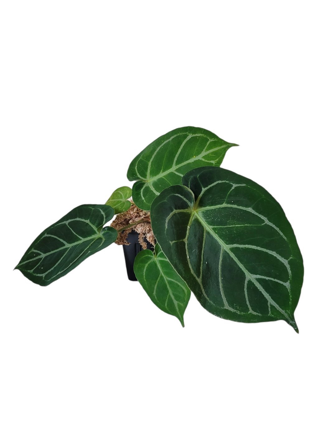Anthurium Magnificum Verde