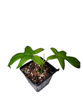 Load image into Gallery viewer, Philodendron Florida Ghost Mint
