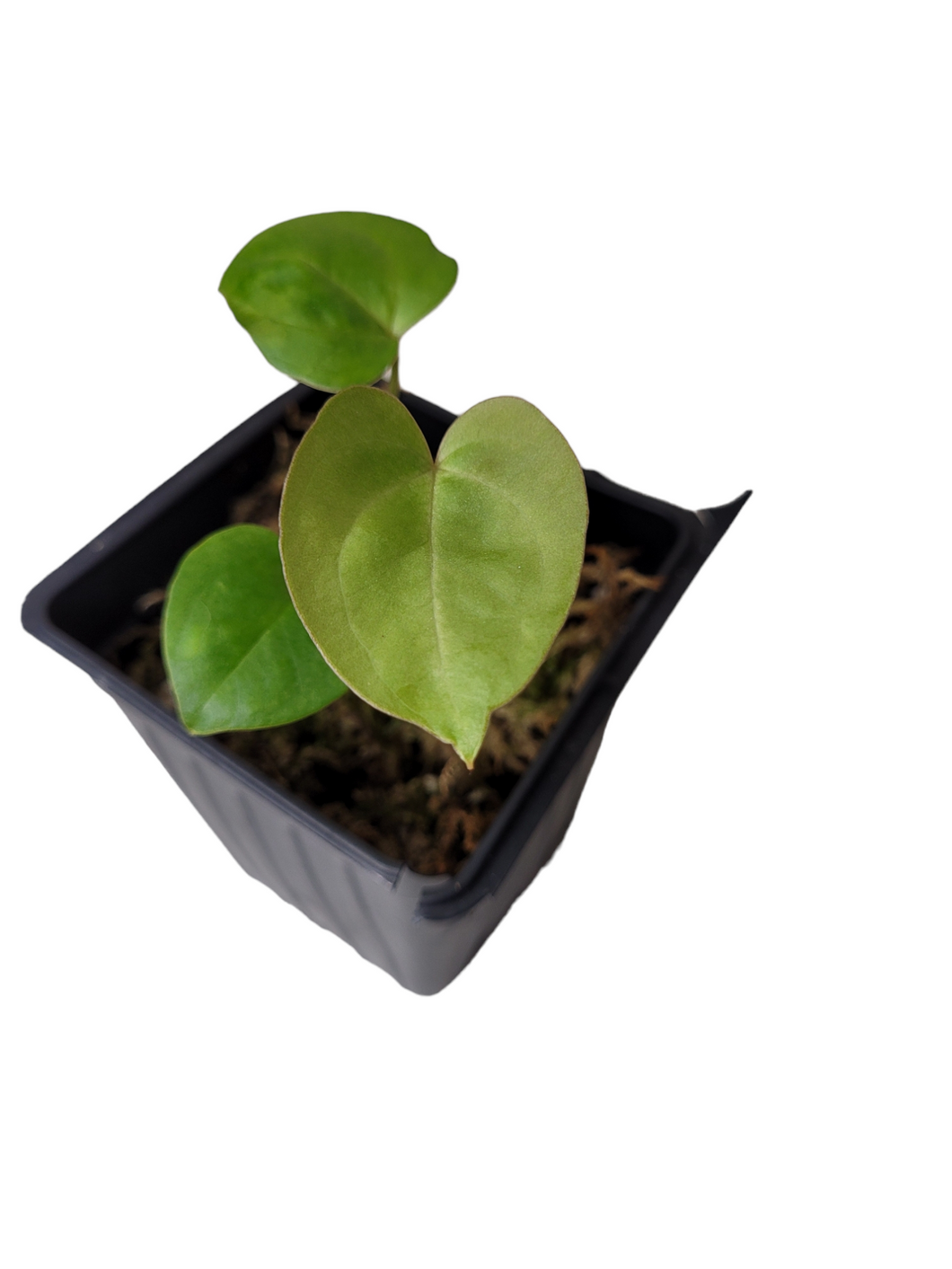 Anthurium FTBG x Bat Boy Seedling