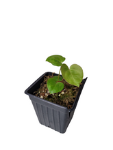 Load image into Gallery viewer, Anthurium FTBG x Bat Boy Seedling
