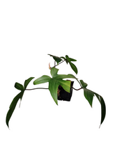 Load image into Gallery viewer, Philodendron Florida Ghost Mint
