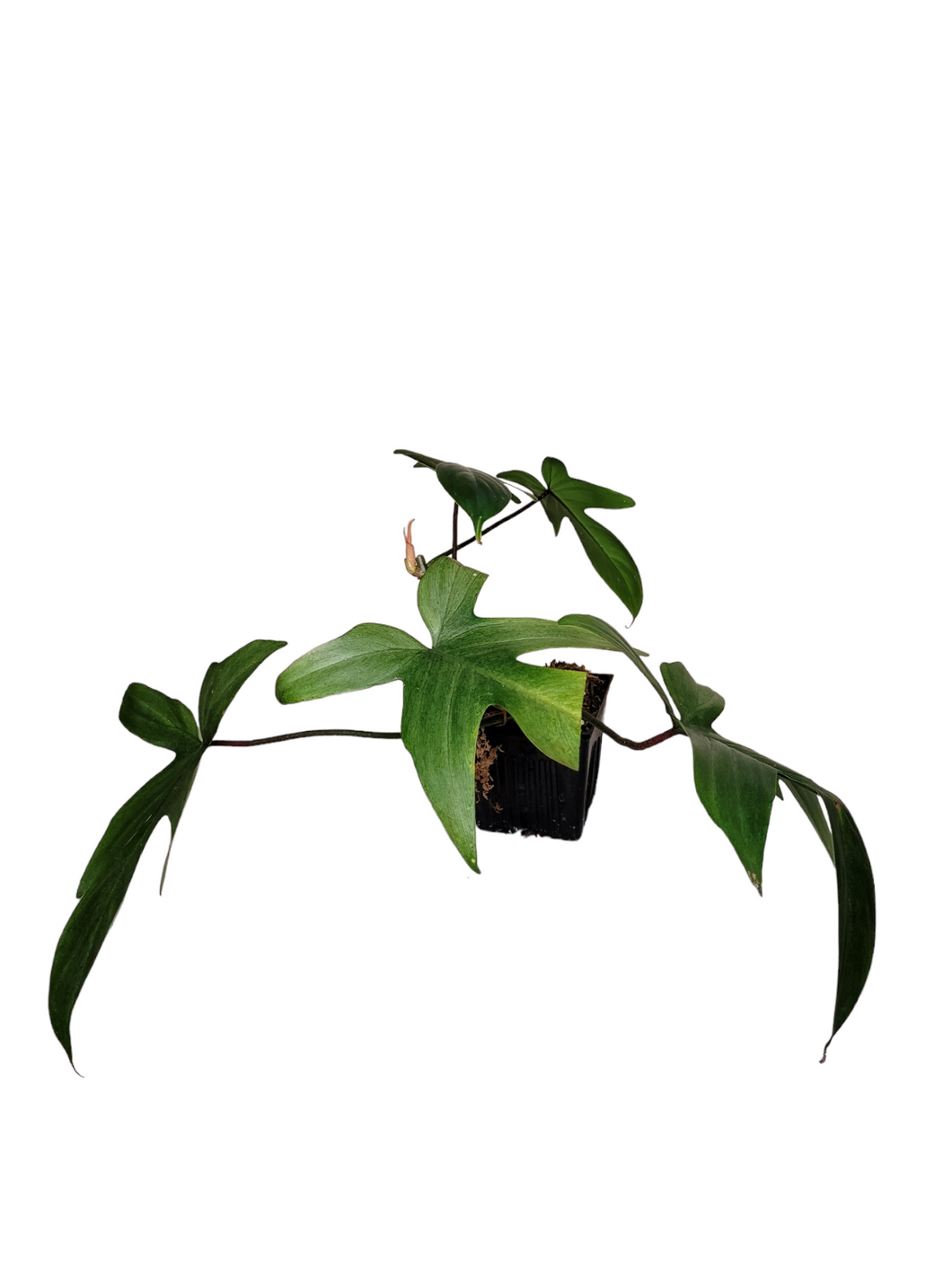 Philodendron Florida Ghost Mint