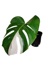 Load image into Gallery viewer, Monstera Borsigiana Albo
