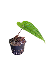 Load image into Gallery viewer, Anthurium Radicans
