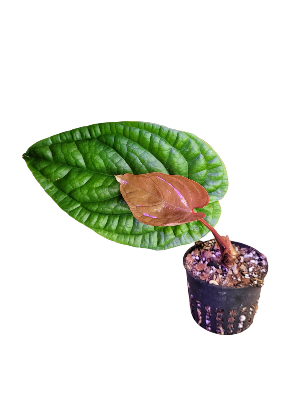 Anthurium Radicans