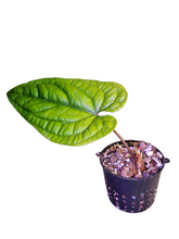 Load image into Gallery viewer, Anthurium Radicans
