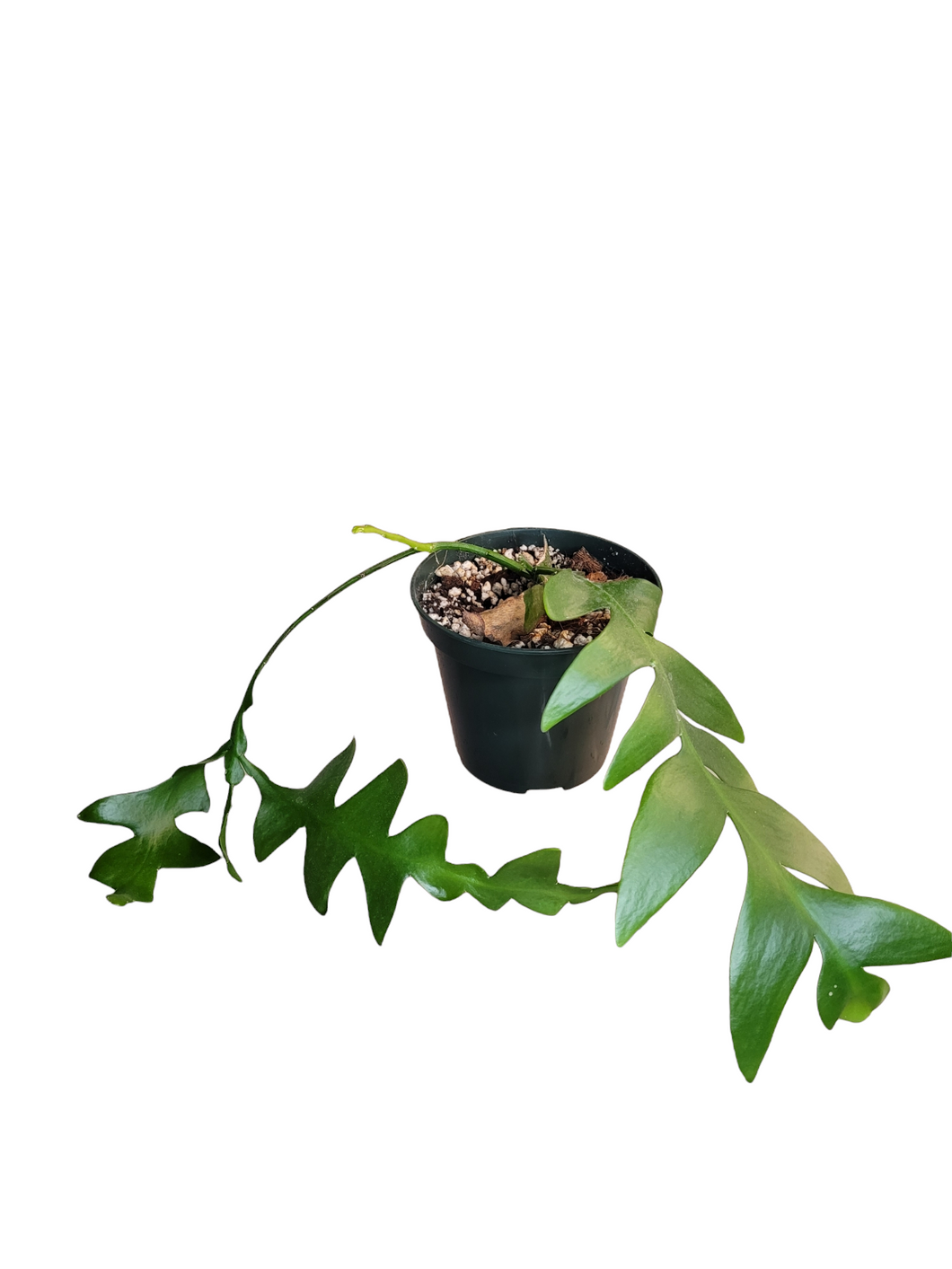 Fern Leaf Cactus