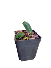 Load image into Gallery viewer, Anthurium Warocqueanum
