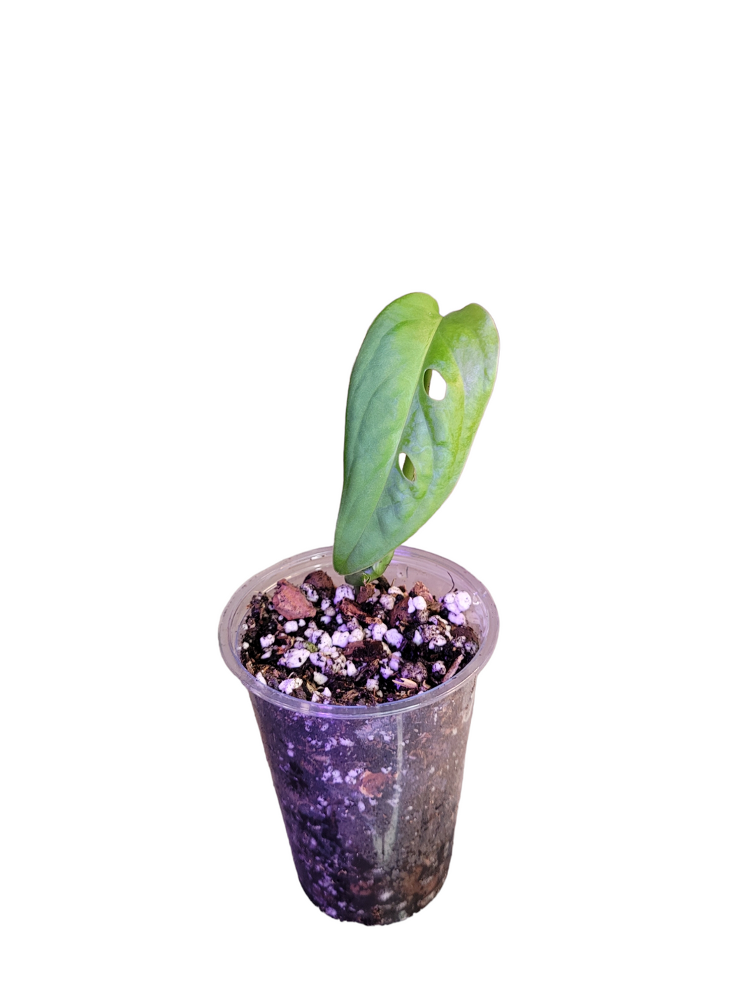 Monstera Esqueleto