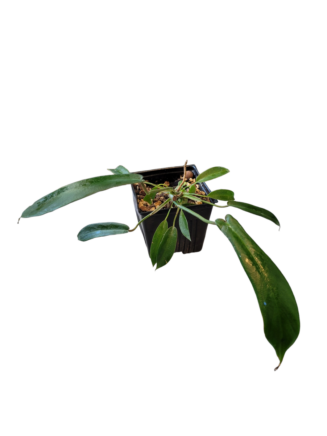 Philodendron Joepii