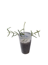 Load image into Gallery viewer, Hoya Linearis
