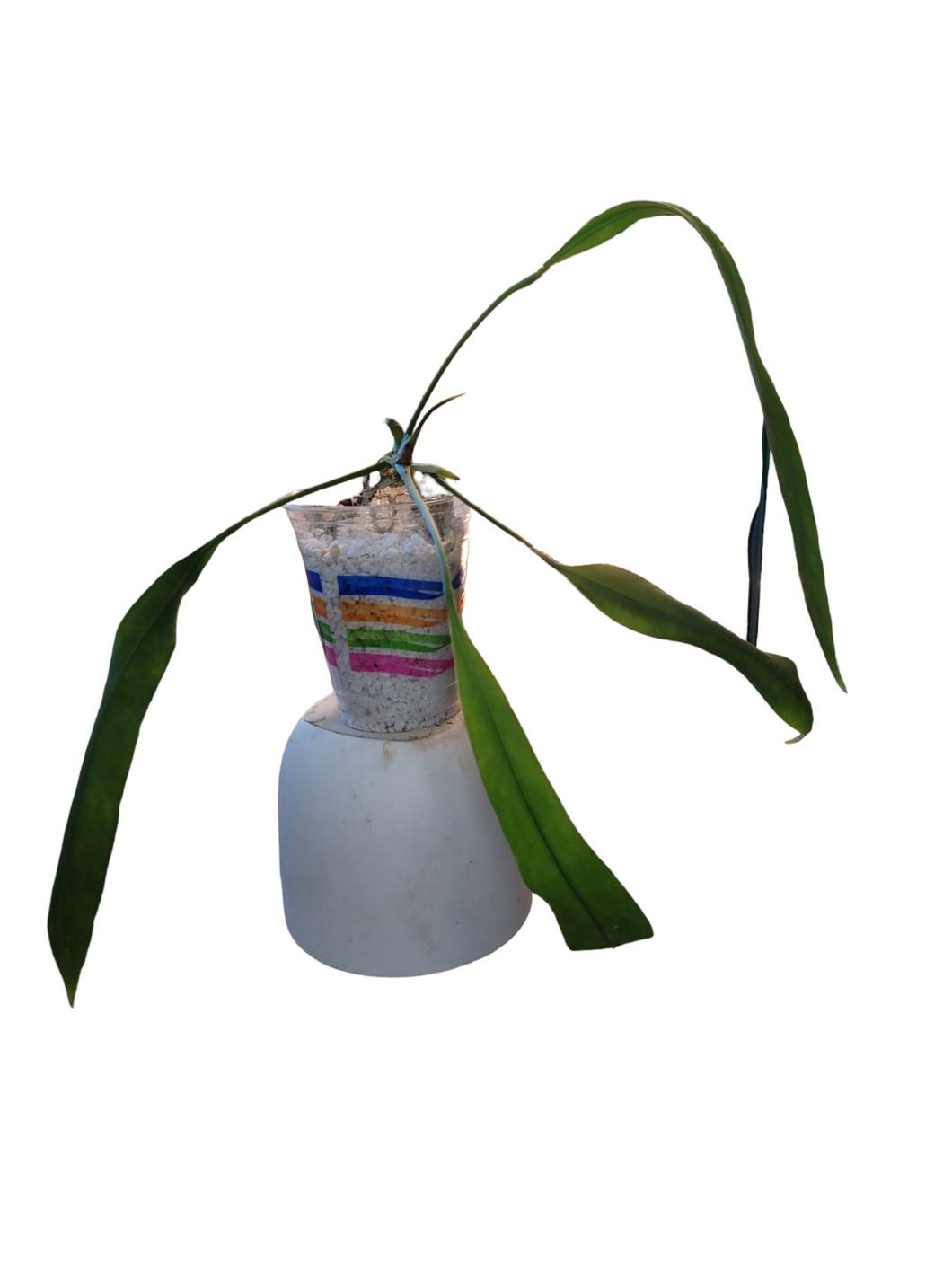Anthurium Vittarifolium