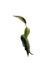 Load image into Gallery viewer, Epipremnum Amplissimum Variegata
