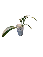 Load image into Gallery viewer, Epipremnum Amplissimum Variegata
