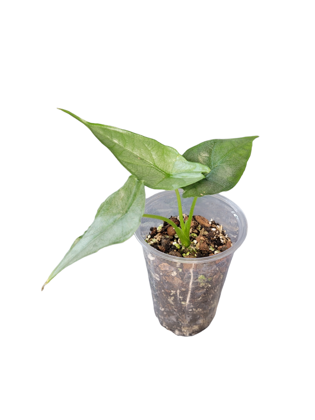 Alocasia Dragon Breath