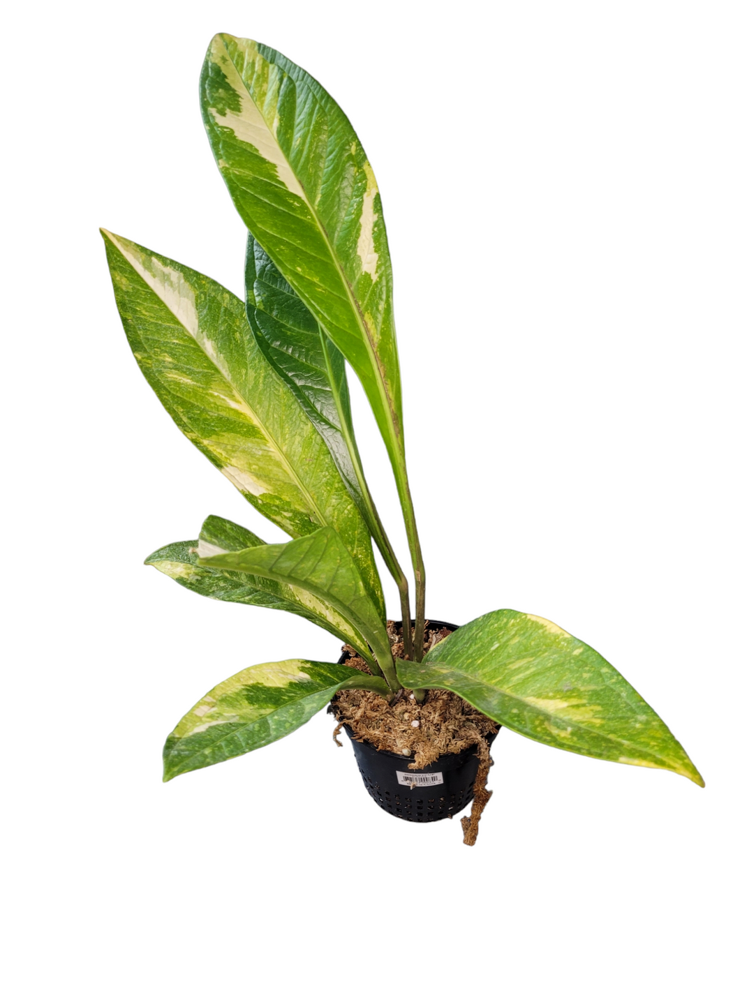 Anthurium Jemanii Variegata