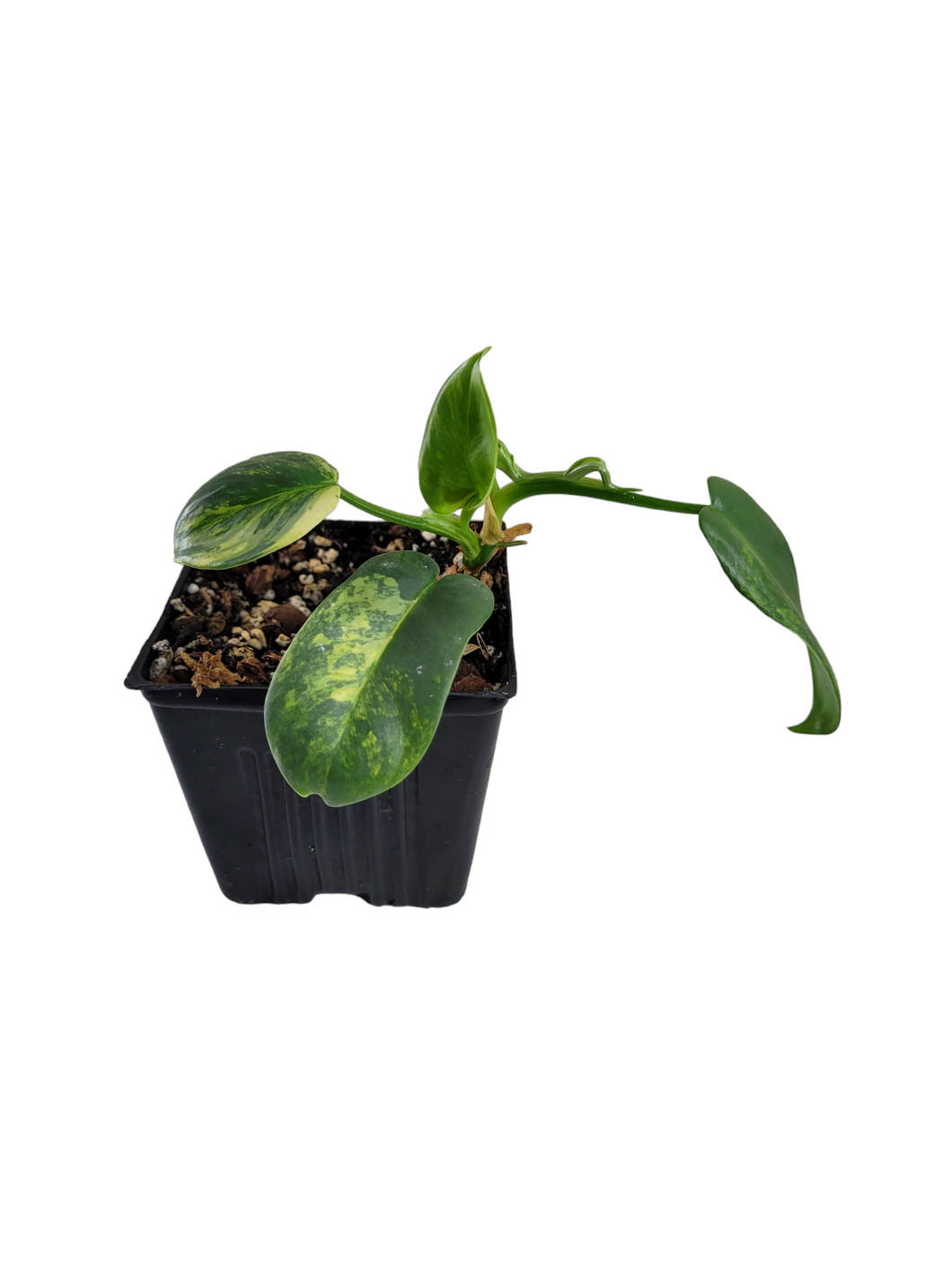 Philodendron Bipennifolium Variegata