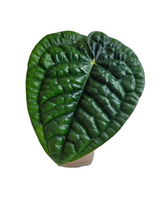 Load image into Gallery viewer, Anthurium Luxurians Red
